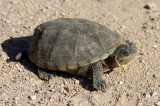 Yellow Mud Turtle 2013-09-01