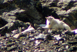 Mountain Goat 2008-06-17