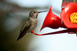 Annas Hummingbird 2008-11-05