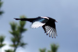 Black-billed Magpie 2008-06-20