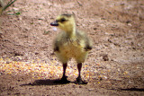 Canada Goose 2008-05-06
