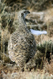 Greater Sage-Grouse 2008-11-09