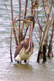 Tricolored Heron 2008-08-08