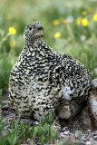 White-tailed Ptarmigan 2008-07-26