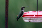 Black-chinned Hummingbird 2009-08-14