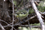 Blue-headed Vireo 2009-04-27