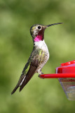 Broad-tailed Hummingbird 2009-08-01
