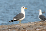 California Gull 2009-08-19