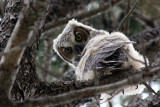 Great Horned Owl 2009-04-27
