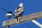 Kriders Red-tailed Hawk 2009-10-31