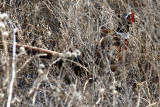 Ring-necked Pheasant 2010-01-02