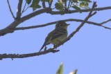 Yellow-bellied Flycatcher 2010-09-19