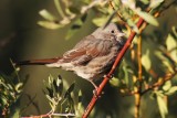 Fox Sparrow 2010-09-04