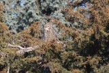 Great Horned Owl 2010-10-31