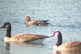 Eurasian Wigeon 2010-11-05