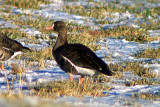 Greater White-fronted Goose 2007-12-16