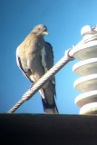 White-winged Dove 2012-01-14