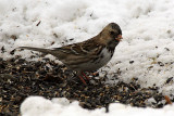 Harriss Sparrow 2012-02-07