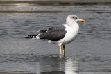 Lesser Black-backed Gull 2012-02-02