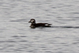 Long-tailed Duck 2012-02-09