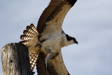 Osprey 2012-03-29