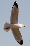 Ring-billed Gull 2012-03-27
