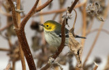 Hermit Warbler 2012-10-09