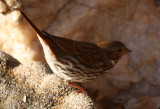 Fox Sparrow 2012-11-16