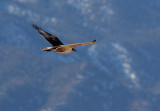 Ferruginous Hawk 2012-12-16