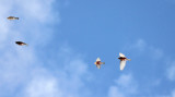 Rosy-Finches 2012-12-26