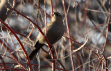 Rusty Blackbird 2012-12-16