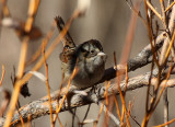 Swamp Sparrow 2012-12-16