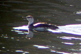Red-throated Loon 2009-06-08