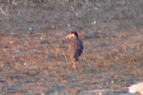 Yellow-crowned Night-Heron 2009-09-05