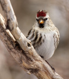 Common Redpoll 2013-01-27