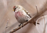 Hoary Redpoll 2013-01-23