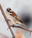 House Sparrow 2013-01-02