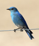 Mountain Bluebird 2013-01-08