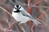 Mountain Chickadee 2013-01-27