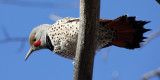 Northern Flicker 2013-01-25