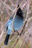 Stellers Jay 2013-01-27