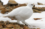White-tailed Ptarmigan 2013-04-25