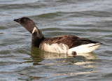 Brant 2013-11-01