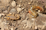 Common Bark Scorpion and Common Desert Centipede 2014-05-17