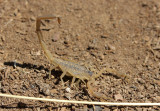 Common Bark Scorpion 2014-05-03