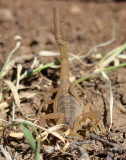 Common Bark Scorpion 2014-05-03