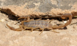 Common Bark Scorpion 2014-05-03