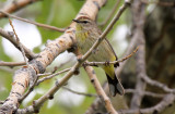Palm Warbler 2014-05-24