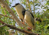 Black-crowned Night-Heron 2014-05-24