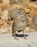Vesper Sparrow 2014-05-31